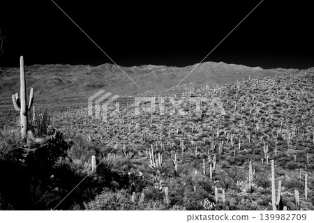 Old Saguaro Cactus Sonora desert Arizona in Black and White Old Saguaro Cactus Sonora desert Arizona in Black and White 139982709