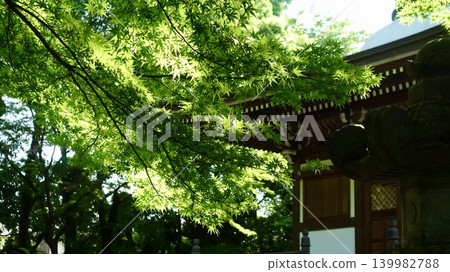 The temple grounds are dazzling with fresh greenery. The temple grounds are dazzling with fresh greenery. 139982788