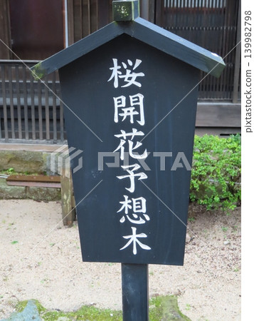 The predicted cherry blossom trees in bloom in Shinjo Village, Maniwa City, were planted on both sides of the old post town's road to commemorate the victory in the Russo-Japanese War. The predicted cherry blossom trees in bloom in Shinjo Village, Maniwa City, were planted on both sides of the old post town's road to commemorate the victory in the Russo-Japanese War. 139982798
