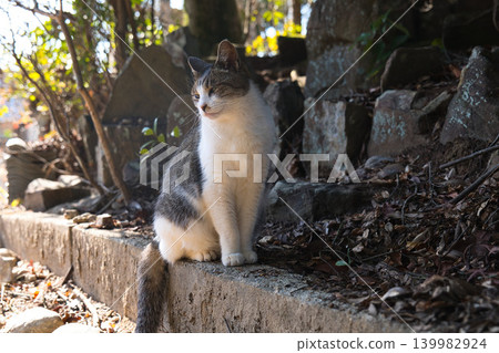 Stray cat looking down Stray cat looking down 139982924
