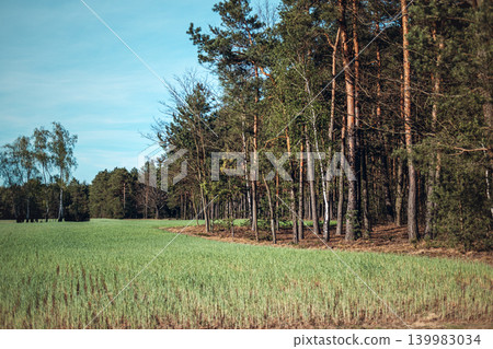 Green field meets pine forest under clear sky. Regenerative agriculture field, crop protection forest, mixed land use. Green field meets pine forest under clear sky. Regenerative agriculture field, crop protection forest, mixed land use. 139983034