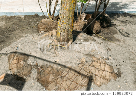 Young tree with root ball wrapped in burlap sits in dirt at construction site. Urban greening project, city forestation program, sustainable urban planning. Young tree with root ball wrapped in burlap sits in dirt at construction site. Urban greening project, city forestation program, sustainable urban planning. 139983072