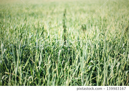 Close up view shows green cereal crops growing in sunlit field. Sustainable farming practices, regenerative agriculture field, organic crop production. 139983167