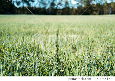 Young cereal stalks grow in agricultural field near forest. Precision farming background, soil health conservation, future of agriculture. 139983168