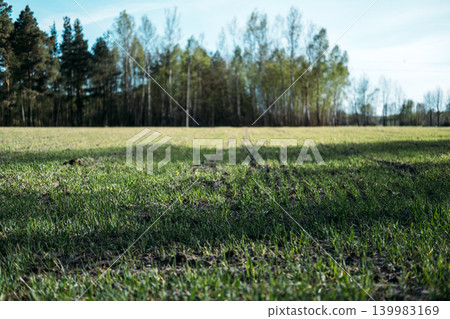 Young cereal seedlings grow in wide agricultural field near deciduous and coniferous forest. Sustainable farming landscape, rural land development, agricultural green belts. Young cereal seedlings grow in wide agricultural field near deciduous and coniferous forest. Sustainable farming landscape, rural land development, agricultural green belts. 139983169