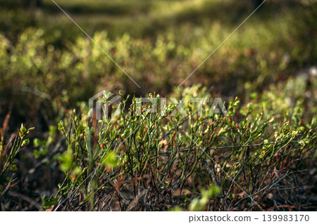 Low angle view of berry bushes growing on forest floor during sunny day. Forest ecosystem biodiversity, sustainable wild harvesting, environmental conservation Low angle view of berry bushes growing on forest floor during sunny day. Forest ecosystem biodiversity, sustainable wild harvesting, environmental conservation 139983170