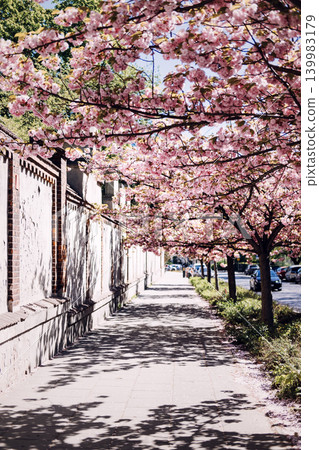 Blooming cherry trees line sidewalk next to brick wall and street with parked cars. Sustainable urban infrastructure, green city planning, metropolitan nature corridor. Blooming cherry trees line sidewalk next to brick wall and street with parked cars. Sustainable urban infrastructure, green city planning, metropolitan nature corridor. 139983179