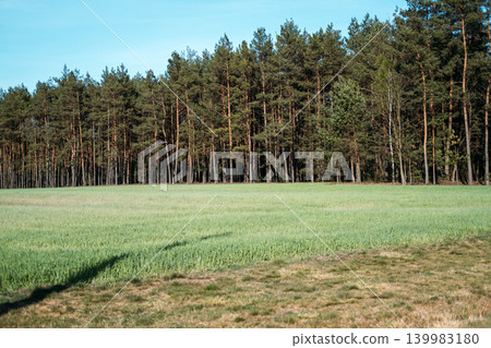 Green field borders dense coniferous forest under clear blue sky. Carbon sequestration forest, climate change mitigation, nature based solutions. Green field borders dense coniferous forest under clear blue sky. Carbon sequestration forest, climate change mitigation, nature based solutions. 139983180