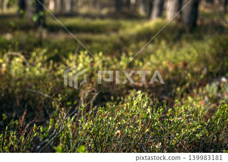 Low angle view of berry bushes growing on forest floor during sunny day. Wild blueberry bushes, antioxidant rich superfood, organic forest berries. 139983181