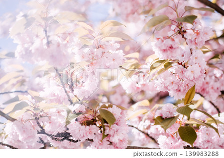 Cluster of cherry blossoms hangs from branch against blurred sky background. eco-friendly city landscaping, urban biodiversity project, Green transition initiatives. Cluster of cherry blossoms hangs from branch against blurred sky background. eco-friendly city landscaping, urban biodiversity project, Green transition initiatives. 139983288