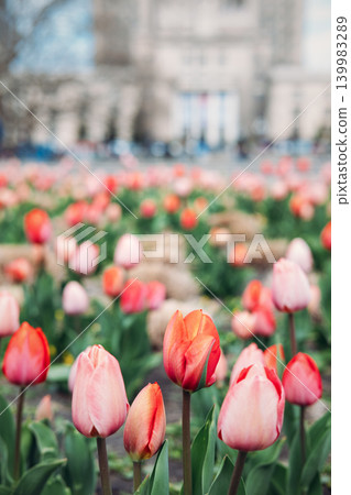 Tulips grow in city flowerbed with blurred urban buildings in background. Urban greening project, sustainable city environment, eco-friendly urban planning. Tulips grow in city flowerbed with blurred urban buildings in background. Urban greening project, sustainable city environment, eco-friendly urban planning. 139983289
