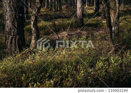 green bushes growing on forest floor between tree trunks. Forest ecosystem biodiversity, sustainable wild harvesting, environmental conservation, Boreal forest flora. green bushes growing on forest floor between tree trunks. Forest ecosystem biodiversity, sustainable wild harvesting, environmental conservation, Boreal forest flora. 139983294
