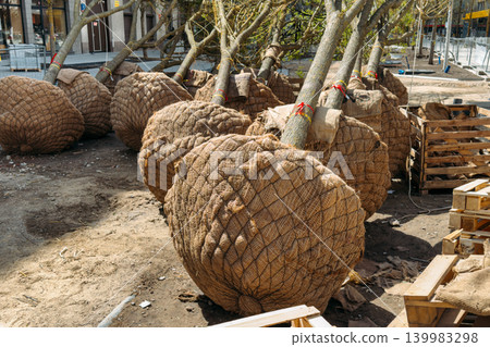 Row of young trees with root balls wrapped in burlap lies on ground at construction site. Urban heat island effect mitigation, climate change adaptation strategies, nature-based solutions for cities. Row of young trees with root balls wrapped in burlap lies on ground at construction site. Urban heat island effect mitigation, climate change adaptation strategies, nature-based solutions for cities. 139983298