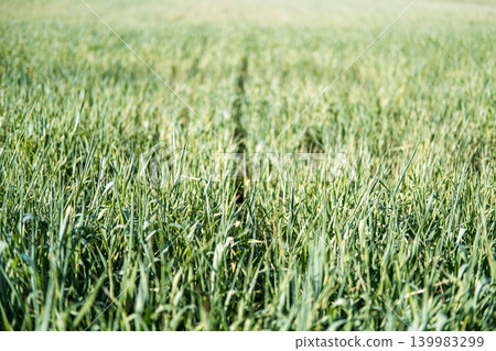 Green cereal seedlings grow in sunlit agricultural field. Cereal crop growth, young wheat field, agricultural seasonal cycle, grassland ecosystem study, botanical biodiversity. Green cereal seedlings grow in sunlit agricultural field. Cereal crop growth, young wheat field, agricultural seasonal cycle, grassland ecosystem study, botanical biodiversity. 139983299