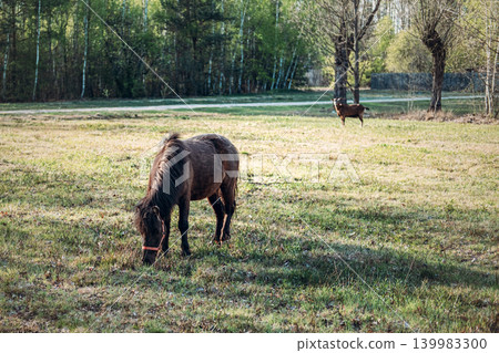 Pony grazes in sunny pasture while goat stands in background near forest edge. Small scale organic farming, sustainable livestock management, local farm animals. Pony grazes in sunny pasture while goat stands in background near forest edge. Small scale organic farming, sustainable livestock management, local farm animals. 139983300