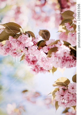 Cherry tree branch displays cluster of pink blossoms against soft bokeh sky. Mental health awareness, mindfulness nature background, emotional wellbeing relief. Cherry tree branch displays cluster of pink blossoms against soft bokeh sky. Mental health awareness, mindfulness nature background, emotional wellbeing relief. 139983306