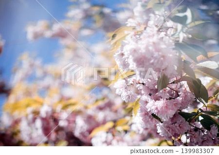 Clusters of cherry blossoms hang from branch against blurred sky. Holistic healing journey, psychological balance, soft focus meditation. Clusters of cherry blossoms hang from branch against blurred sky. Holistic healing journey, psychological balance, soft focus meditation. 139983307