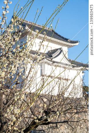名古屋城白梅花 名古屋城白梅花 139983475