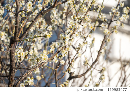 Nagoya Castle White Plum Blossoms Nagoya Castle White Plum Blossoms 139983477