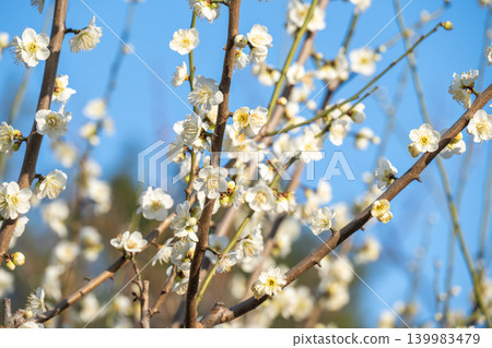 名古屋城白梅花 名古屋城白梅花 139983479