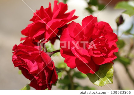 Crimson roses in full bloom Crimson roses in full bloom 139983506