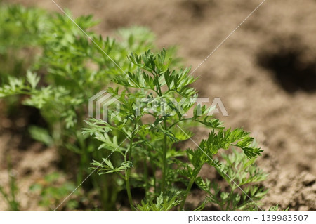 Carrots grown in a field Carrots grown in a field 139983507