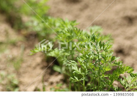 Carrots grown in a field Carrots grown in a field 139983508