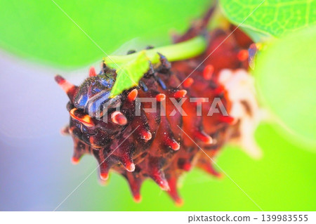 A swallowtail butterfly larva eating leaves A swallowtail butterfly larva eating leaves 139983555