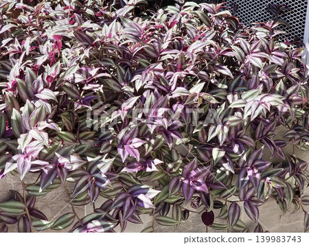 Close botanical detail of Jacaranda mimosifolia compound leaves in sunlight 139983743