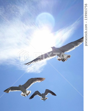 Seagulls flying in the blue sky and the sun: an image of light and freedom. 139983756