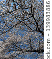 Cherry blossoms under the blue sky 139983886
