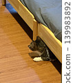 Under the bed (inside the room) 139983892