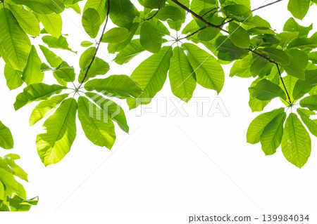 木蘭樹鮮豔的新葉在藍天的襯托下格外醒目。 139984034