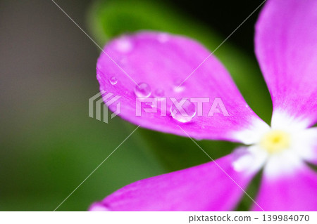 Vinca flowers with water droplets on them Vinca flowers with water droplets on them 139984070