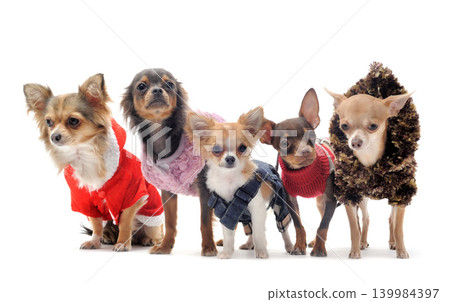chihuahuas in studio 139984397