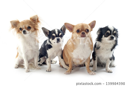 chihuahuas in studio chihuahuas in studio 139984398