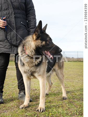 training of german shepherd training of german shepherd 139984399