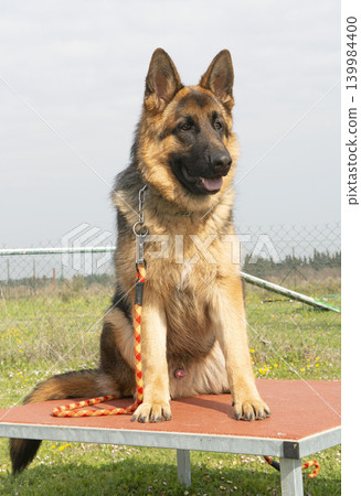 training of german shepherd 139984400
