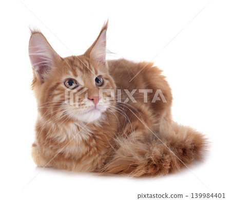 maine coon kitten maine coon kitten 139984401