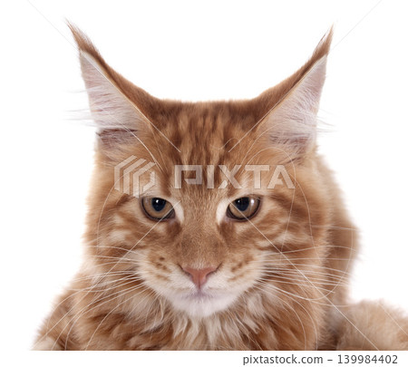 maine coon kitten maine coon kitten 139984402