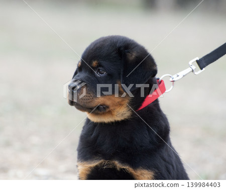 training of puppy rottweiler training of puppy rottweiler 139984403