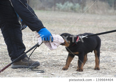 training of puppy rottweiler 139984404