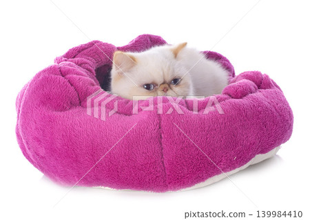 exotic shorthair cat exotic shorthair cat 139984410