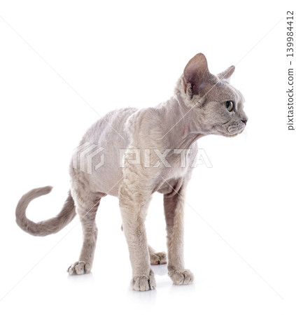devon rex devon rex 139984412
