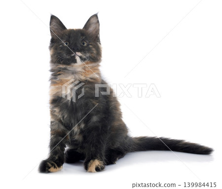 maine coon kitten maine coon kitten 139984415
