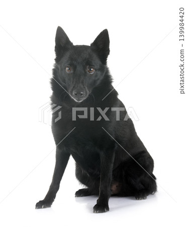 young Schipperke in studio young Schipperke in studio 139984420