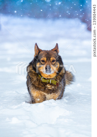 The dog walks in deep snow in the winter in a snowy forest in a blizzard The dog walks in deep snow in the winter in a snowy forest in a blizzard 139984443
