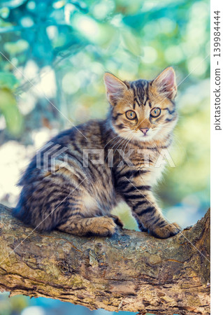 A cute little kitten is sitting on a tree branch in the garden A cute little kitten is sitting on a tree branch in the garden 139984444