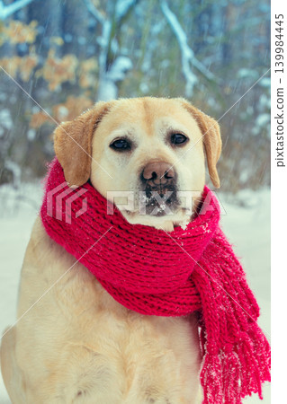 Portrait of a dog with knitted scarf tied around the neck walking in blizzard in the forest Portrait of a dog with knitted scarf tied around the neck walking in blizzard in the forest 139984445