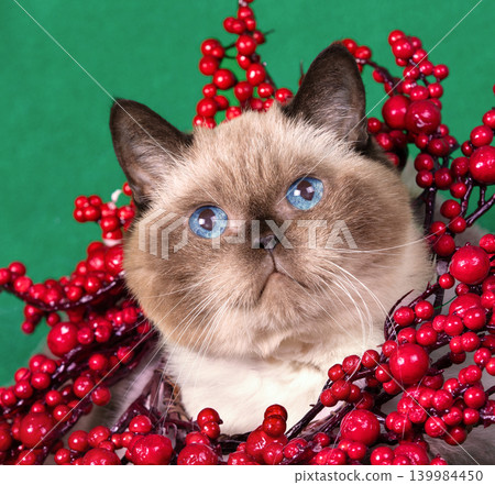 Portrait of a charming and playful British Shorthair colorpoint cat wearing a Christmas wreath against a green background. Christmas theme Portrait of a charming and playful British Shorthair colorpoint cat wearing a Christmas wreath against a green background. Christmas theme 139984450